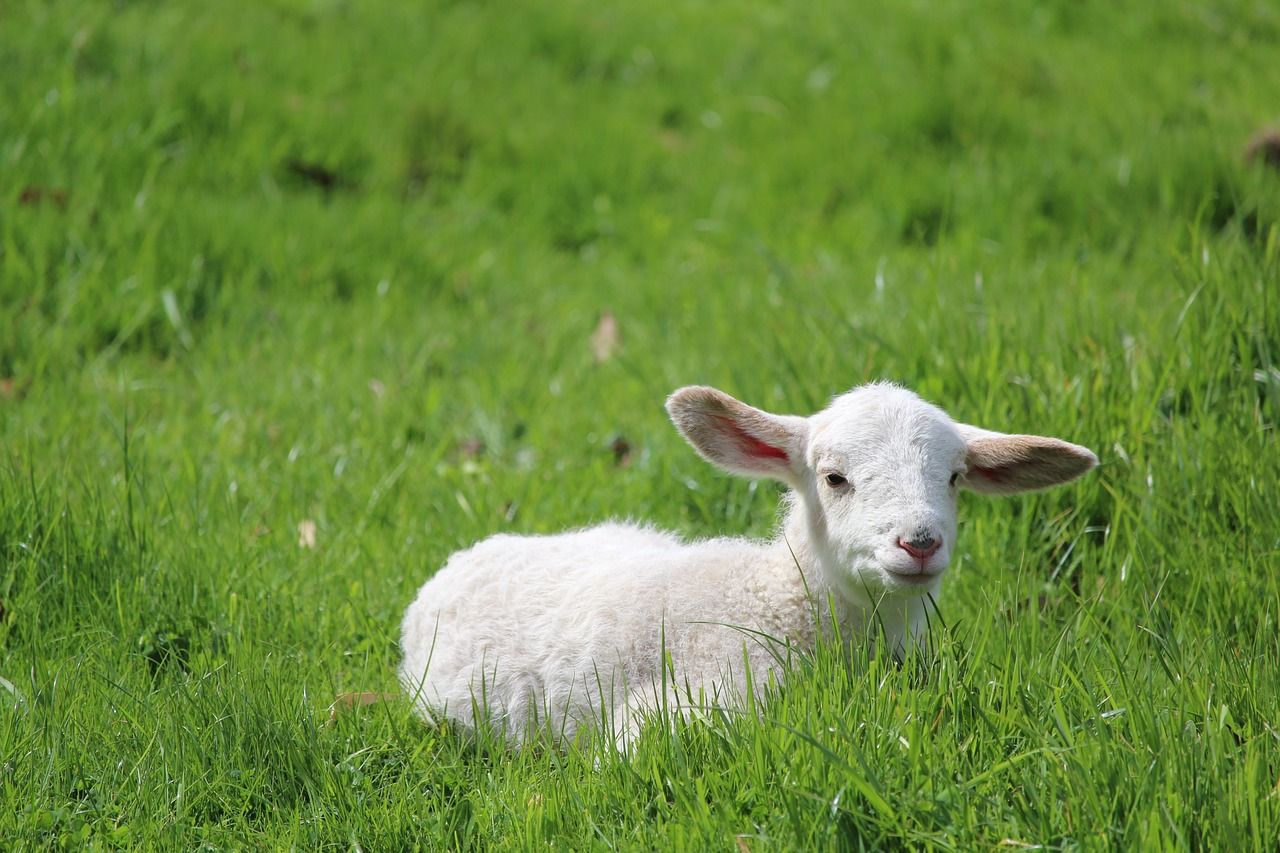 2 lambs killed in suspected dog attack in Llanyre
