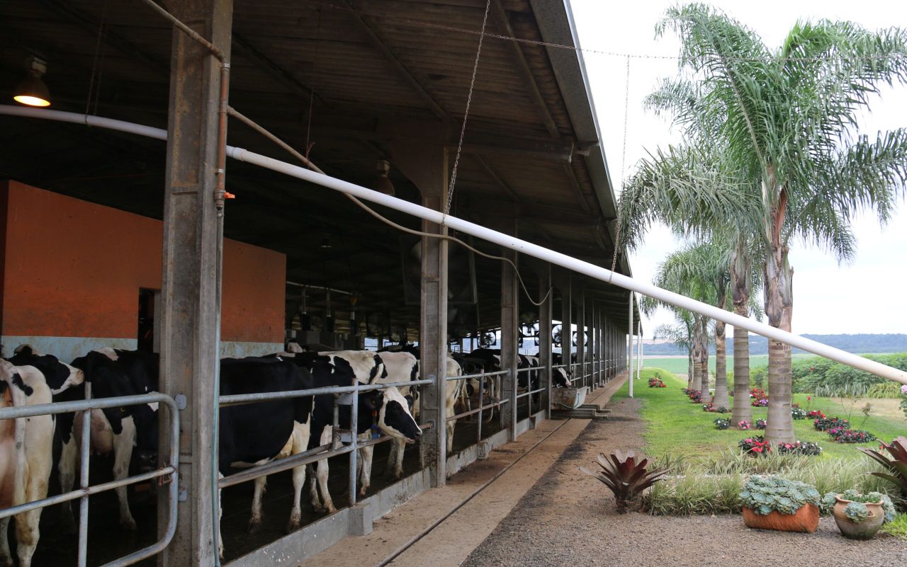 How a pig farmer made a splash into milk with Brazil's first VMS robots
