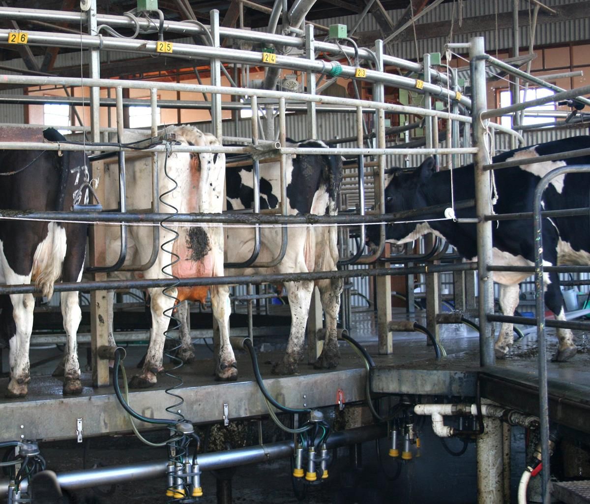 GDT index sees slight decrease in latest auction