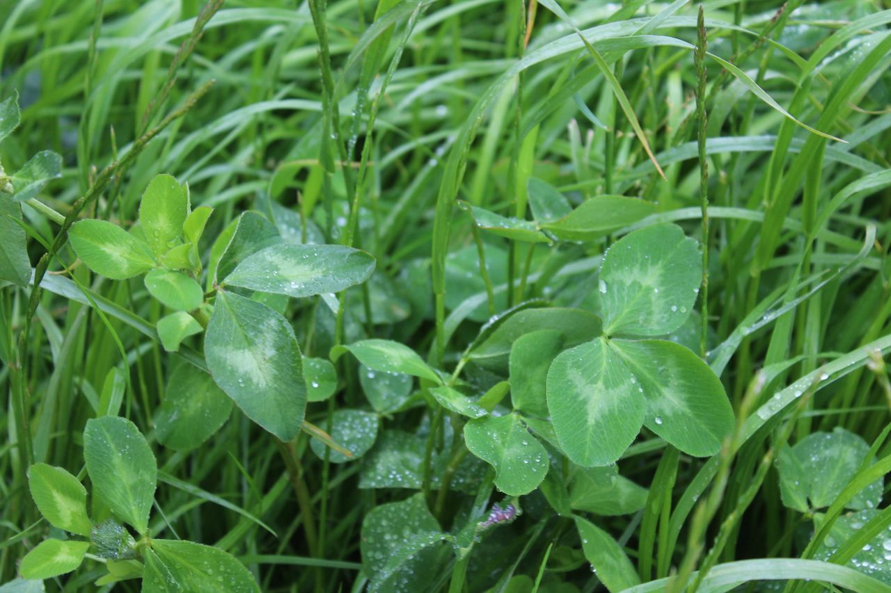 Red clover used as ‘rocket fuel’ on Antrim beef farm