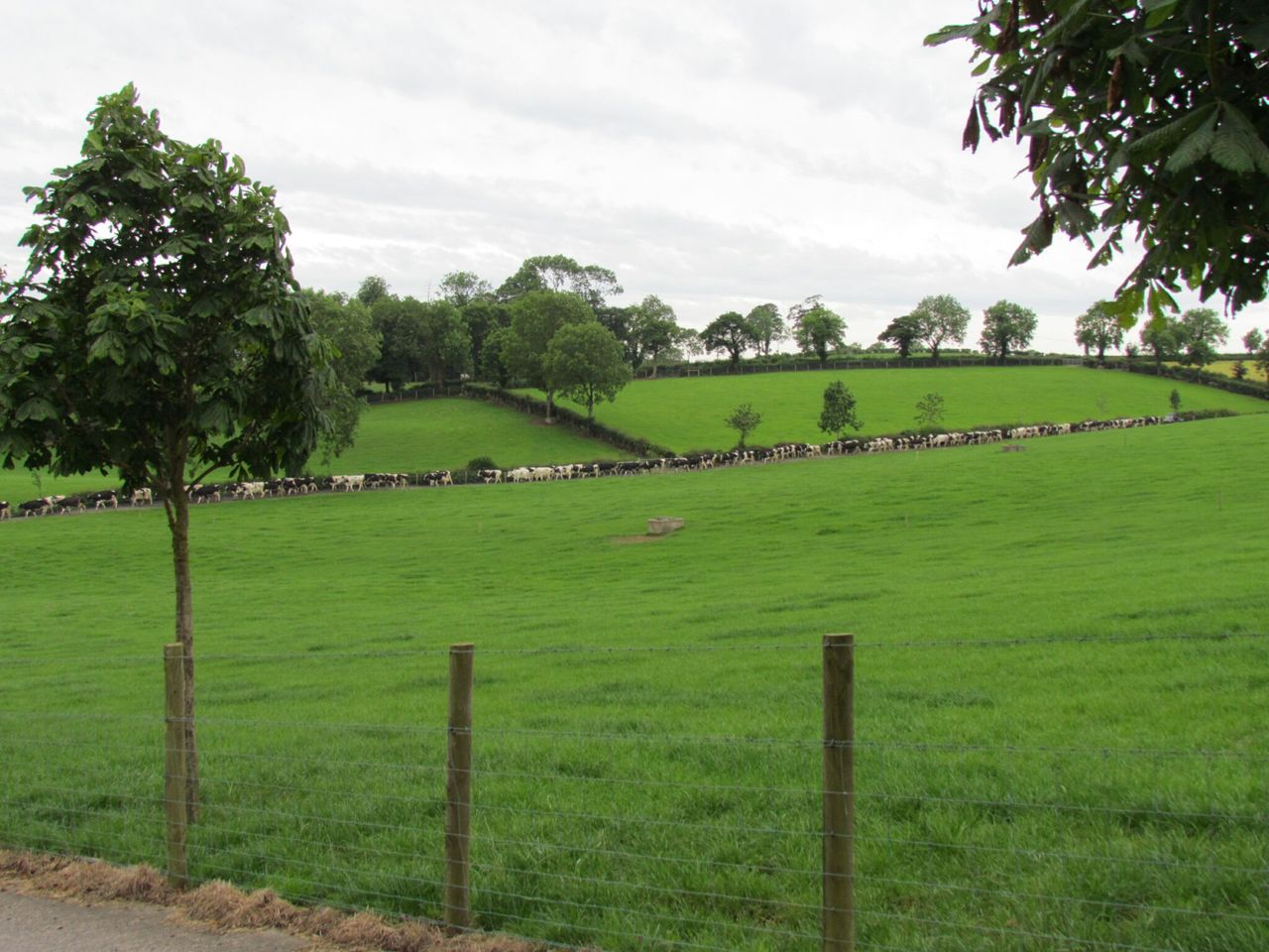 On the ‘up’: Down dairy farmers pipped at the post for UK grassland award
