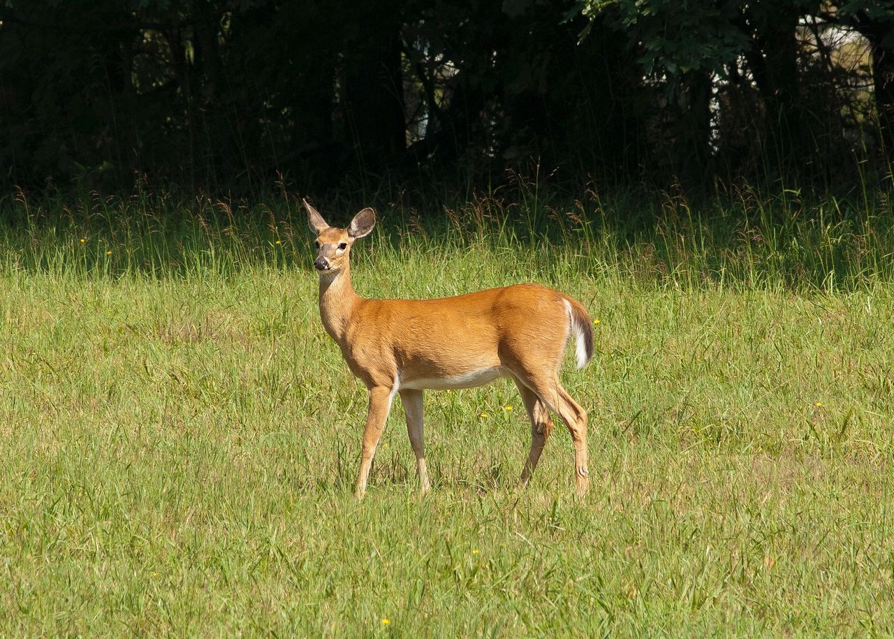Scottish gov launches managing deer for nature consultation