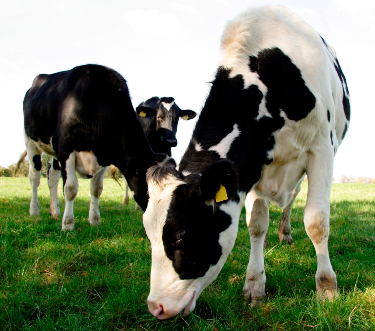 'Netherland’s milk market in disastrous situation'