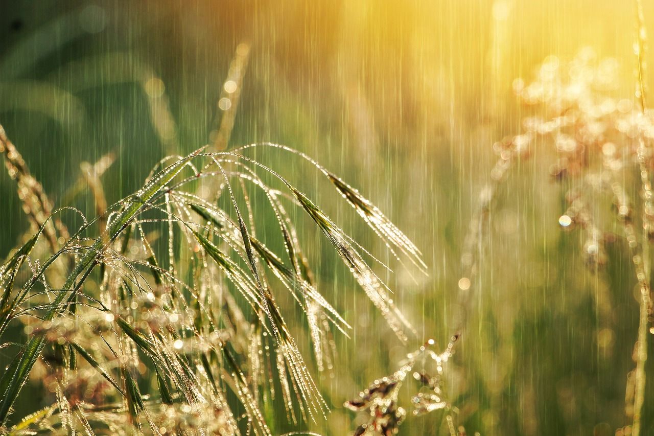 Environment Agency warns very wet year is 'delaying harvest time'