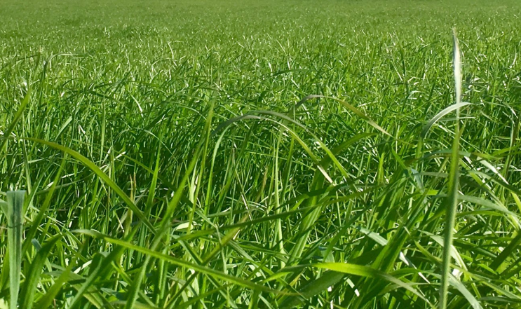 Germinal sells Morton's brand