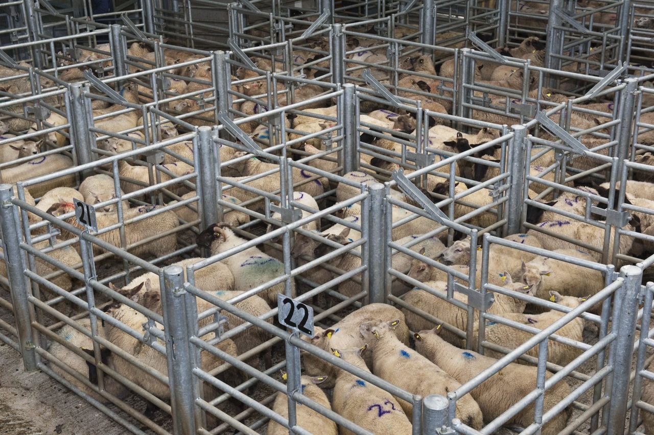 Numbers starting to creep up at sheep marts