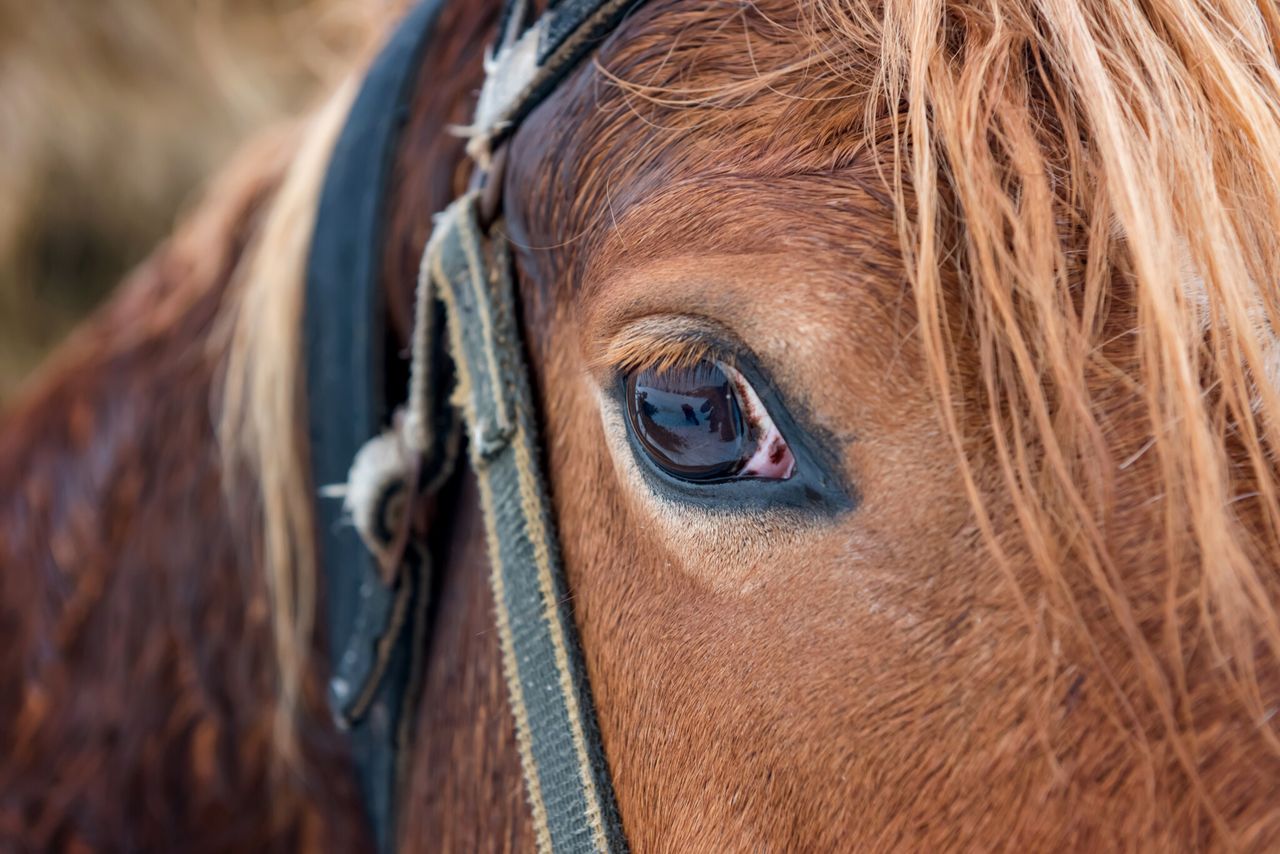 DAERA announces changes to animal transport policy for shows