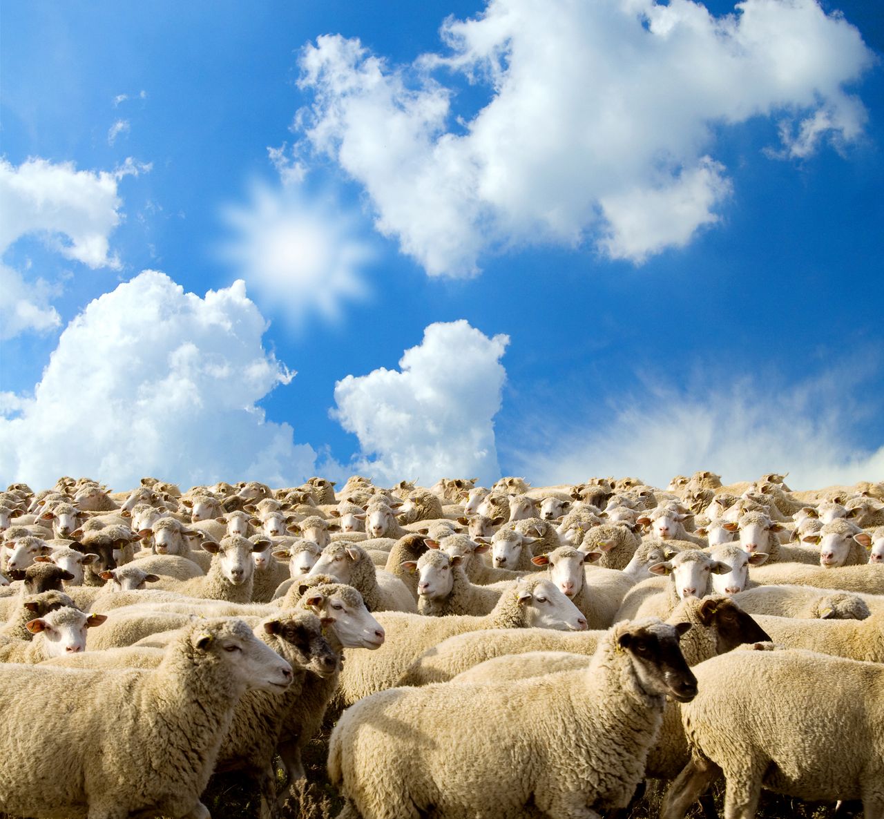 Lamb price cuts stabilising