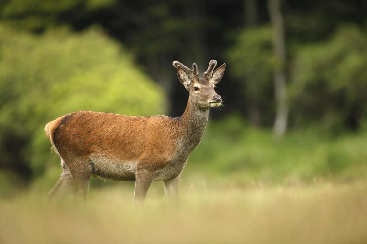 Farmer who shot 3 deer out of season says he was preventing TB being spread