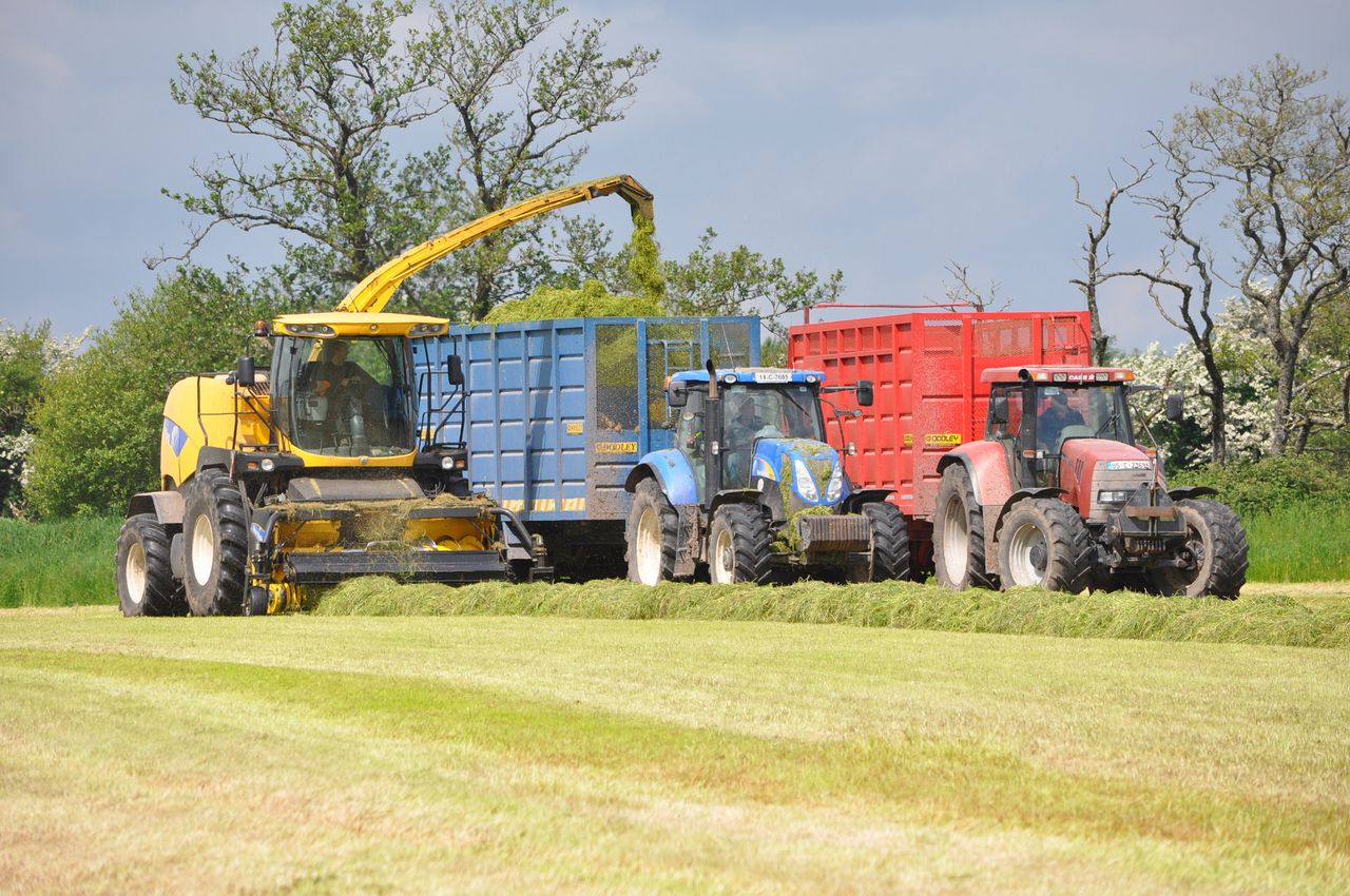 When is the best time to cut your silage?