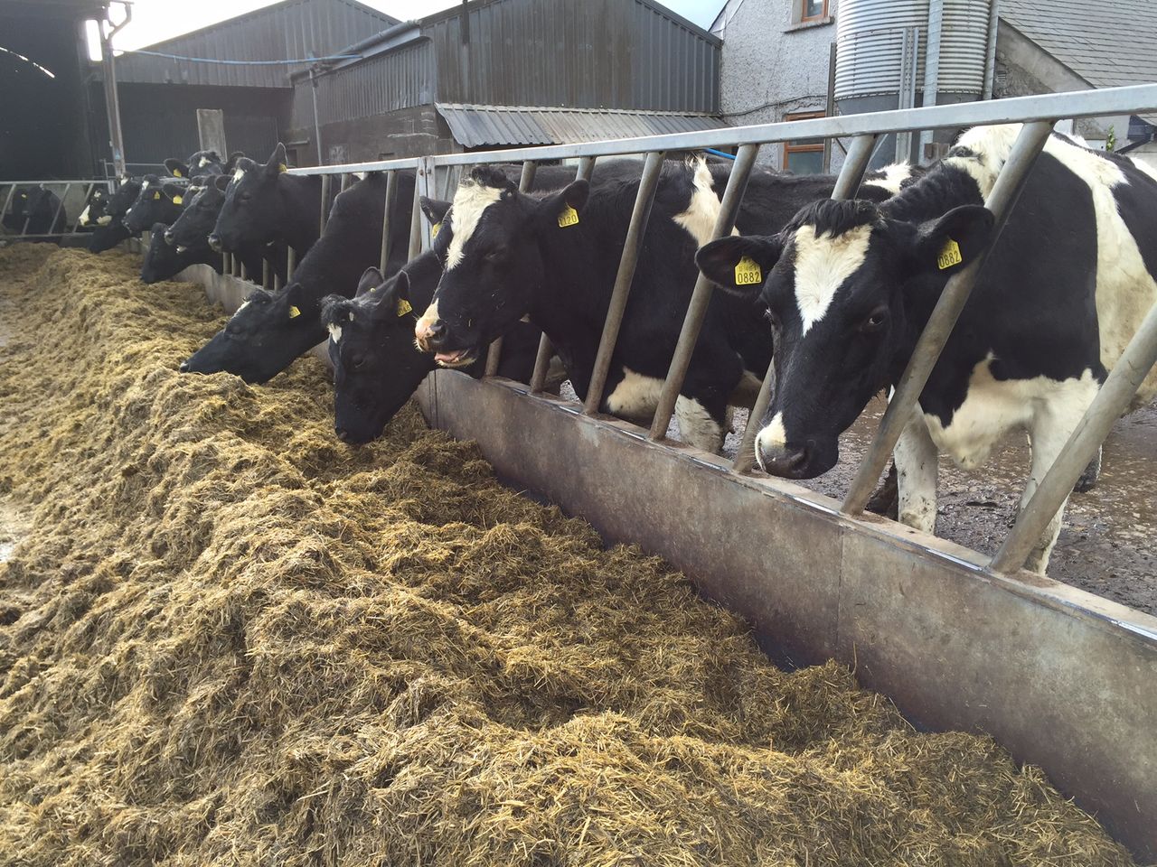 LacPatrick announces milk price for February