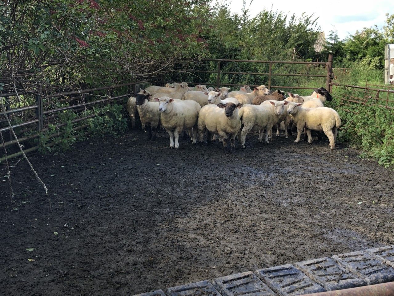 UK sheepmeat production down 16% in August