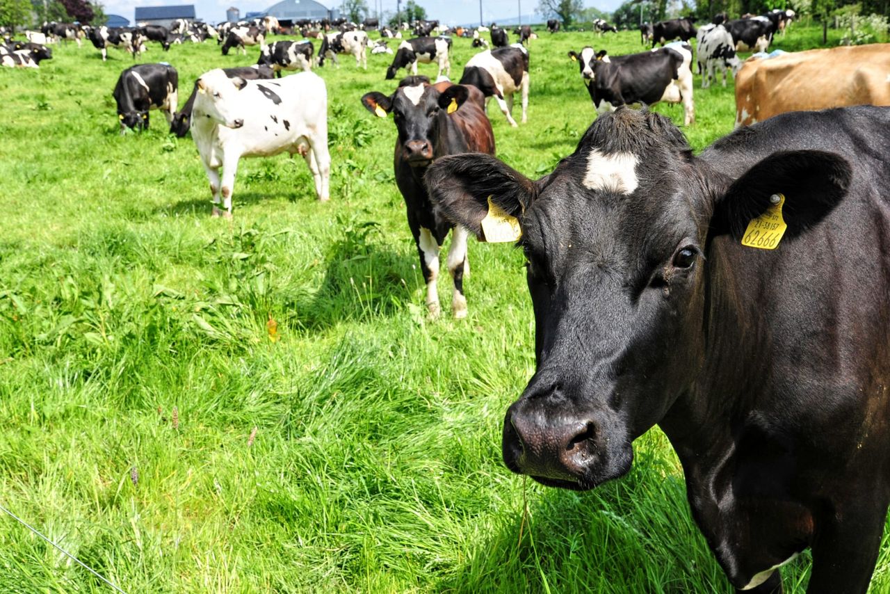 GDT to run single product auctions from next month