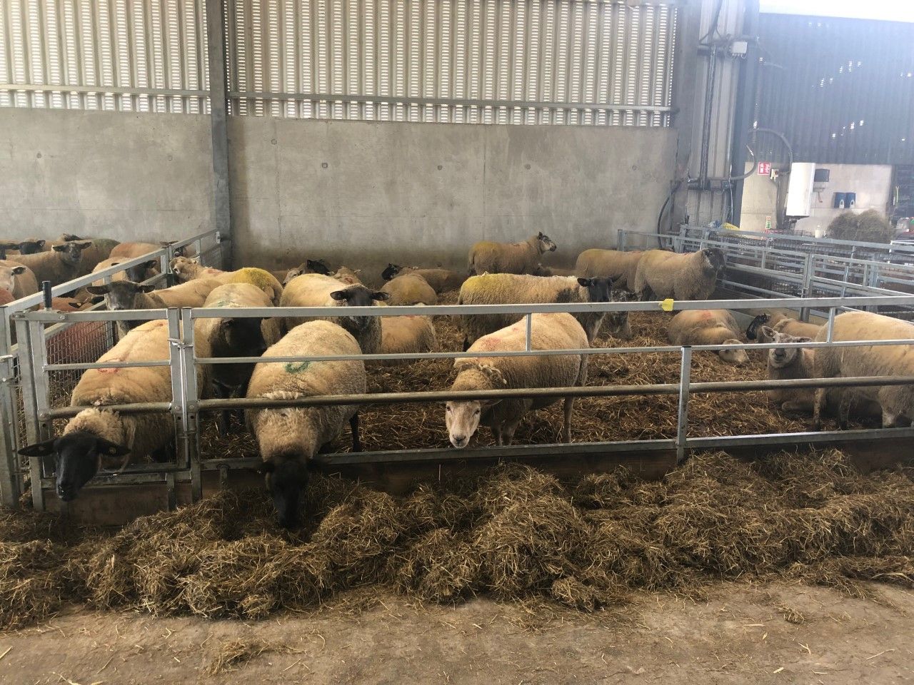 Ewe management: It’s time to administer clostridial vaccinations