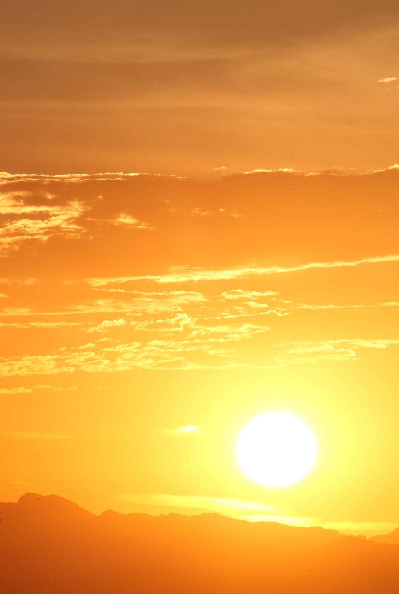 High temperatures could bring heat stress to the farm