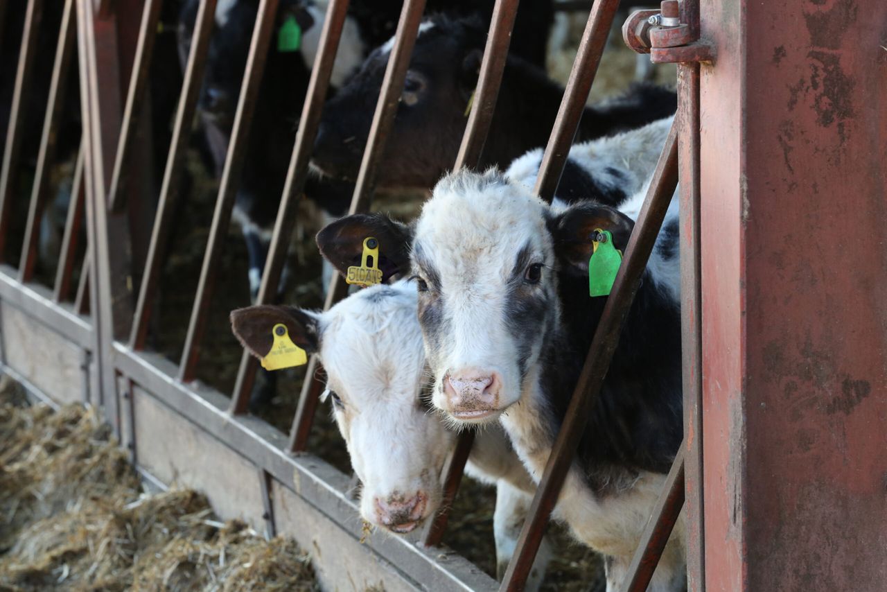 Welsh govt announces new BVD rules from next month onwards