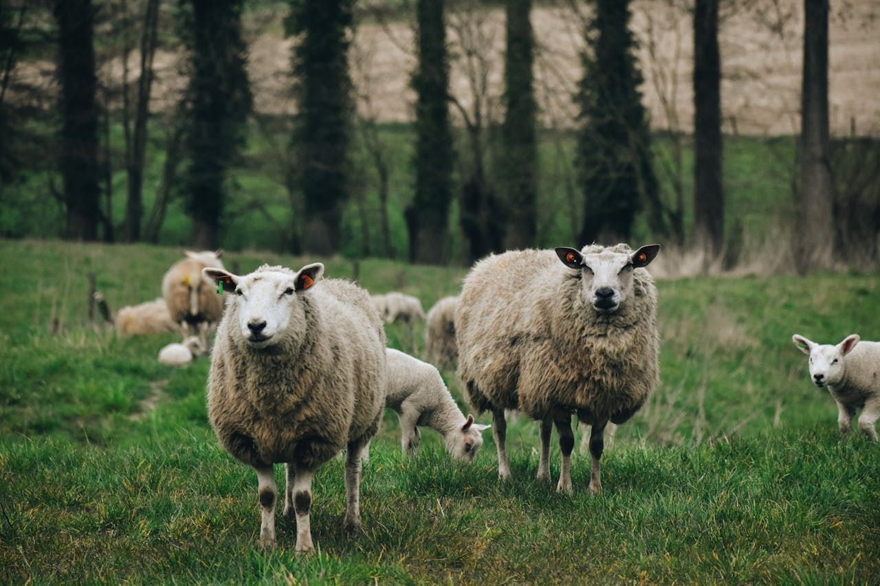 Cost of dog attacks on NI livestock increases by nearly 50%