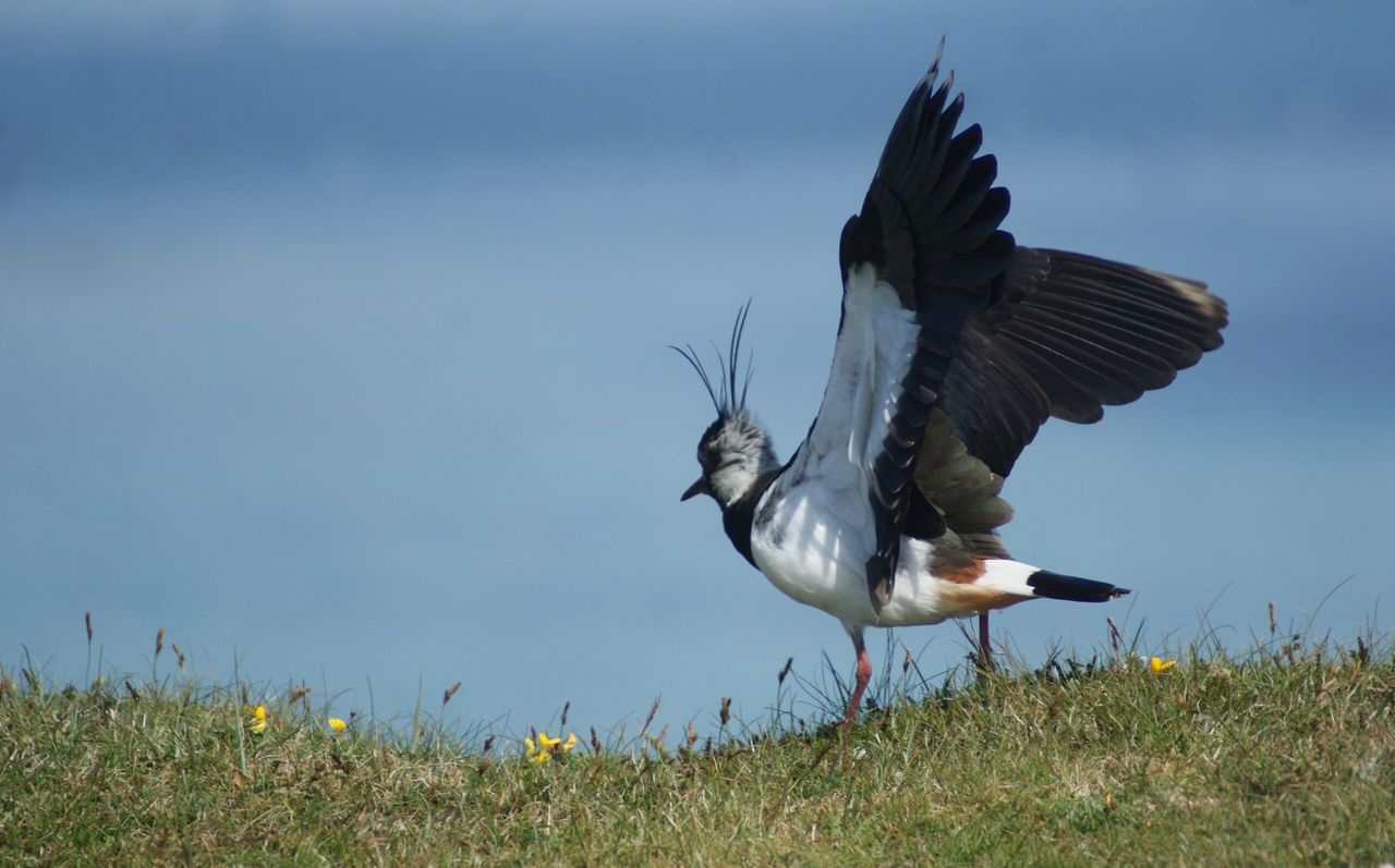 Working for waders: Bringing wading birds back to Scottish farmland