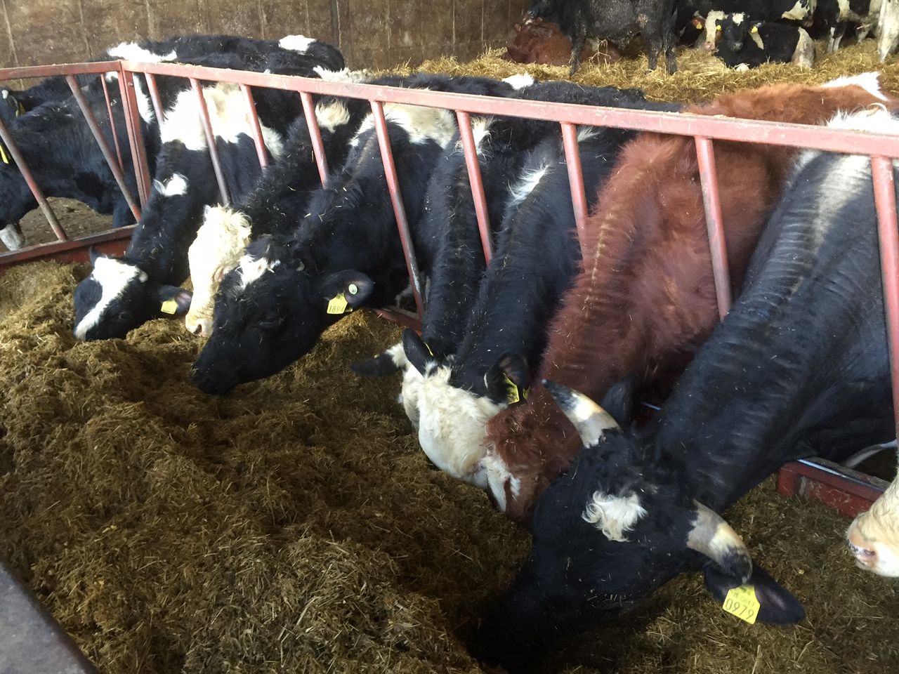 Narrowing of beef price to have little impact on cross-border trade – LMC