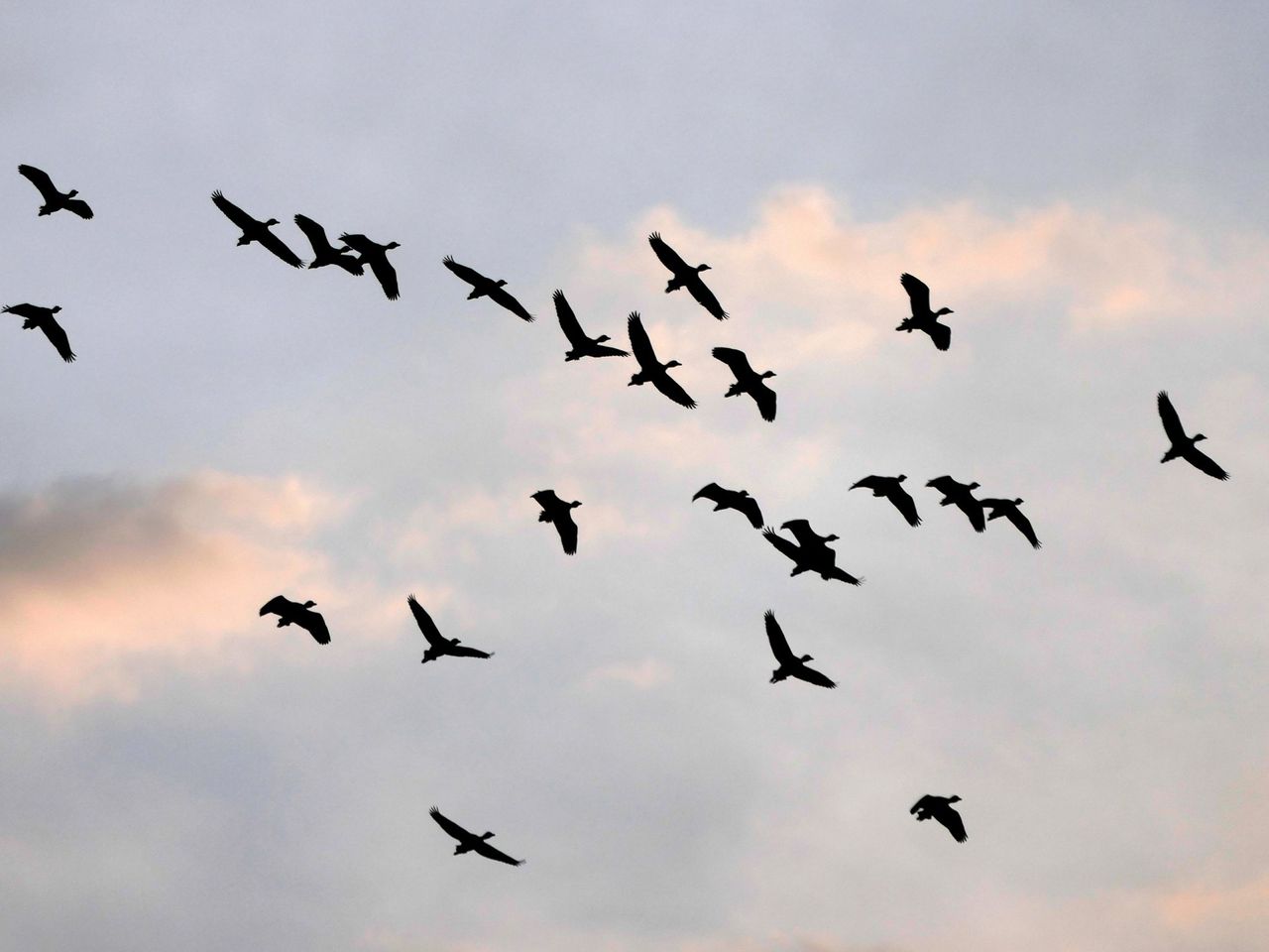 New case of bird flu confirmed in Hampshire flock