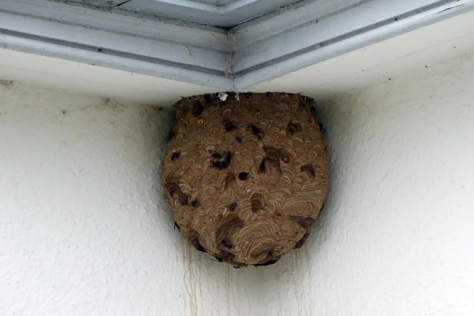 NIEA confirms removal of Asian hornet nest in Northern Ireland