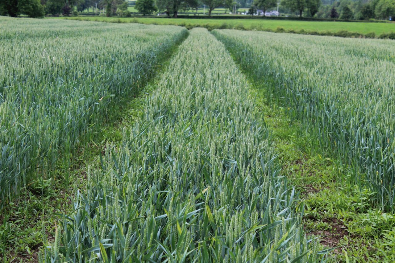 Winter crop conditions see improvement across UK – AHDB
