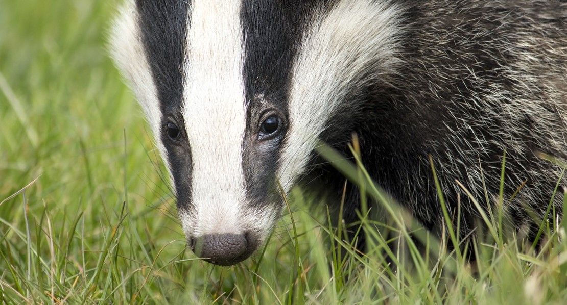 Measures to fight TB unveiled as new data shows badger cull halves disease