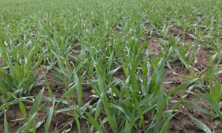 Warm winter primes aphids for early flights