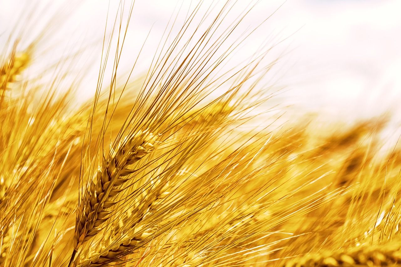 Projected supply and demand estimates for 2024/2025 UK cereals