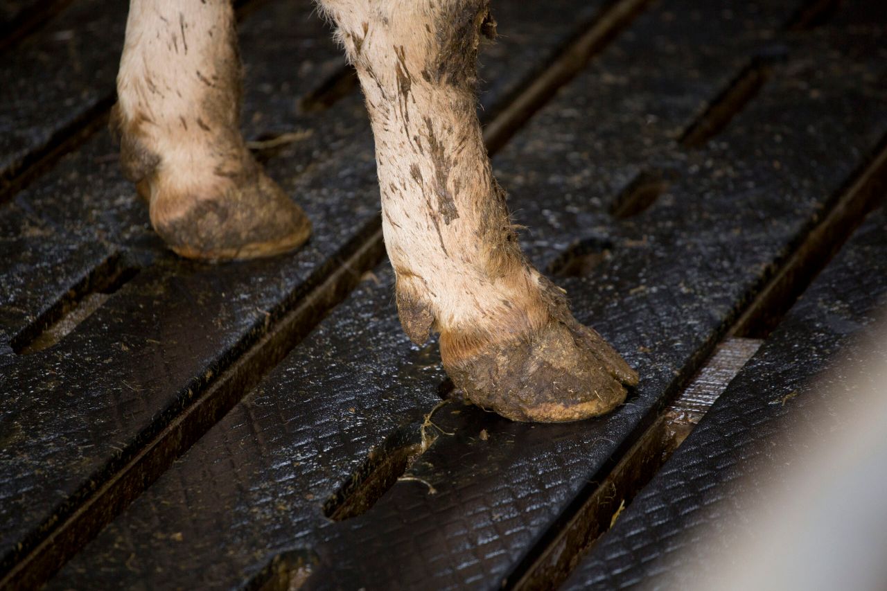 Public asked to be on alert following theft of 22 cattle