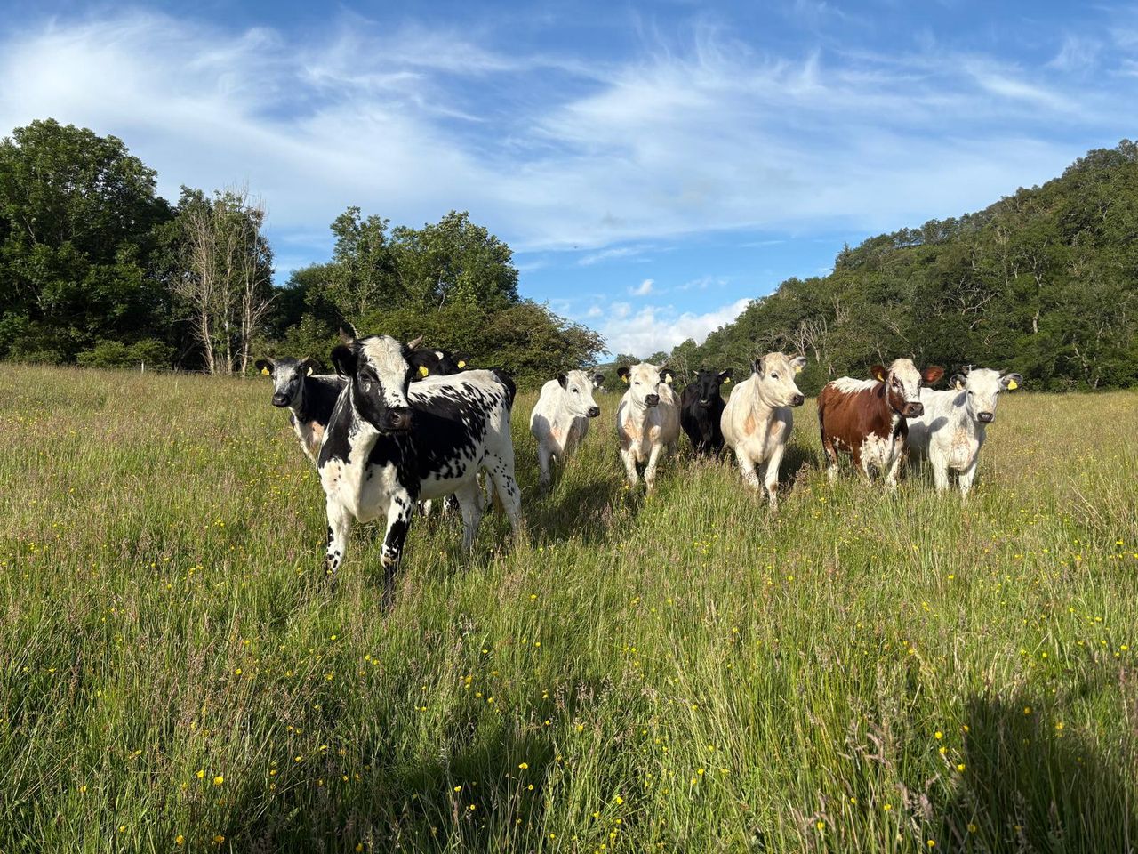 Rare Irish cattle brought to Scotland to help ‘rainforest’ restoration