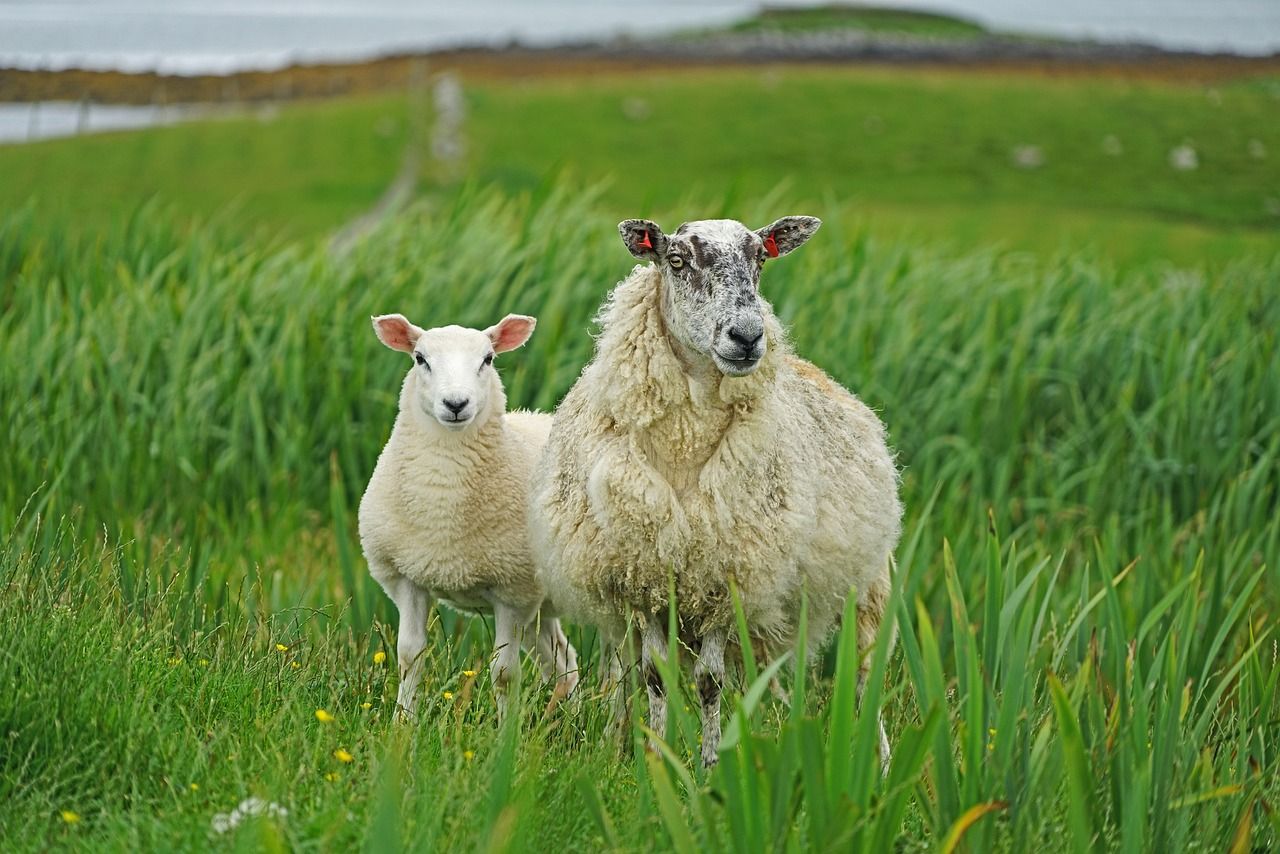 Start faecal egg counts on February/March-born lambs now - SCOPS