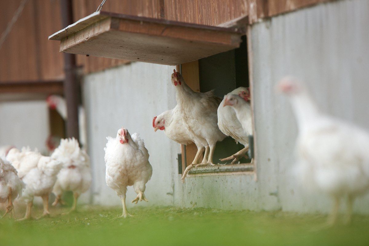 Free range egg producers have been treated despicably