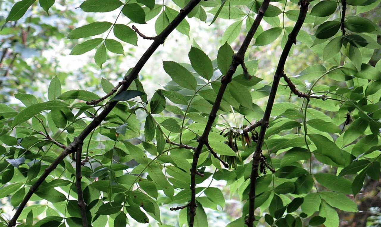 Ash dieback: Is Northern Ireland at point of no return?
