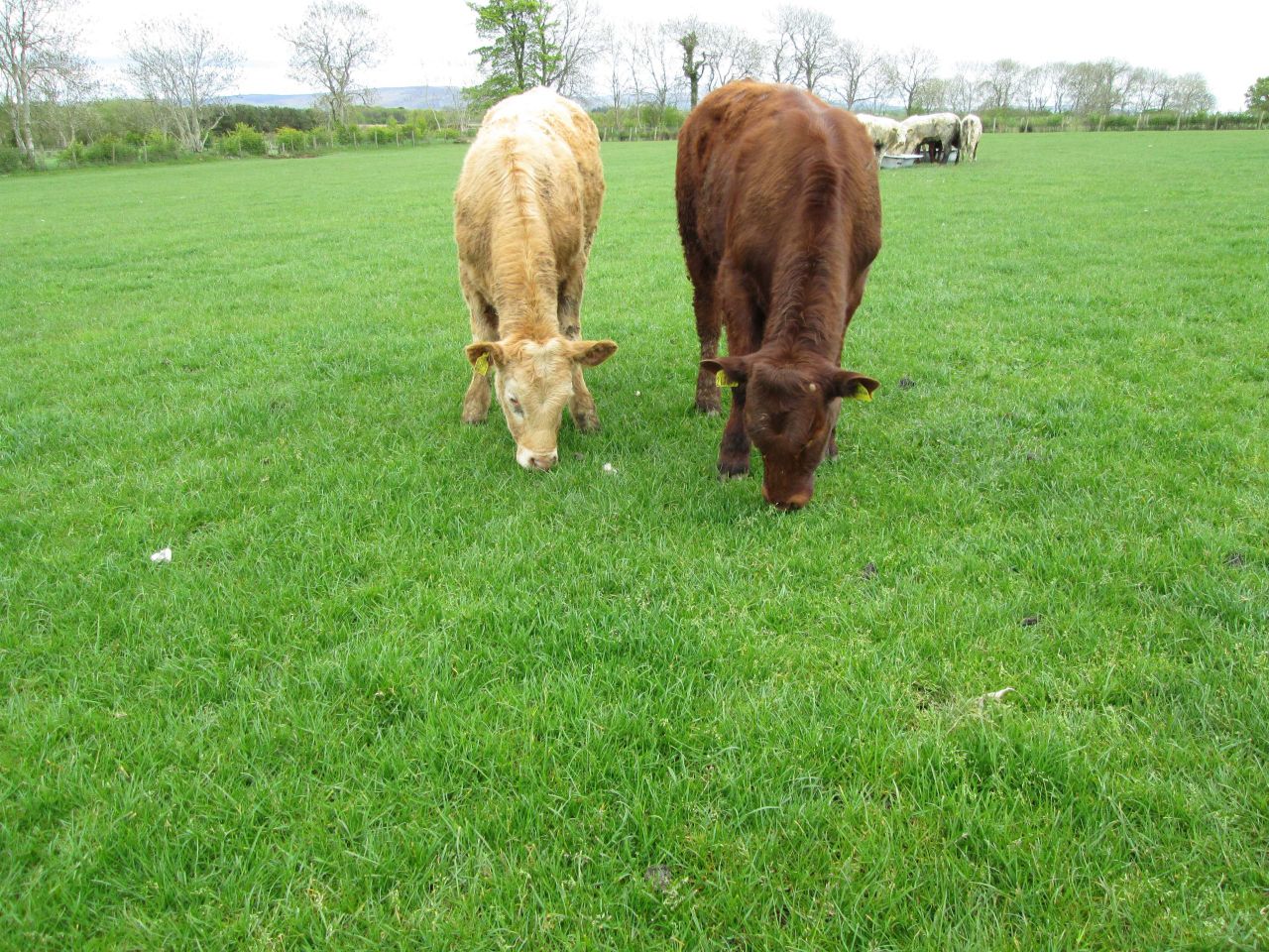 Byrne calls for action to resolve beef crisis