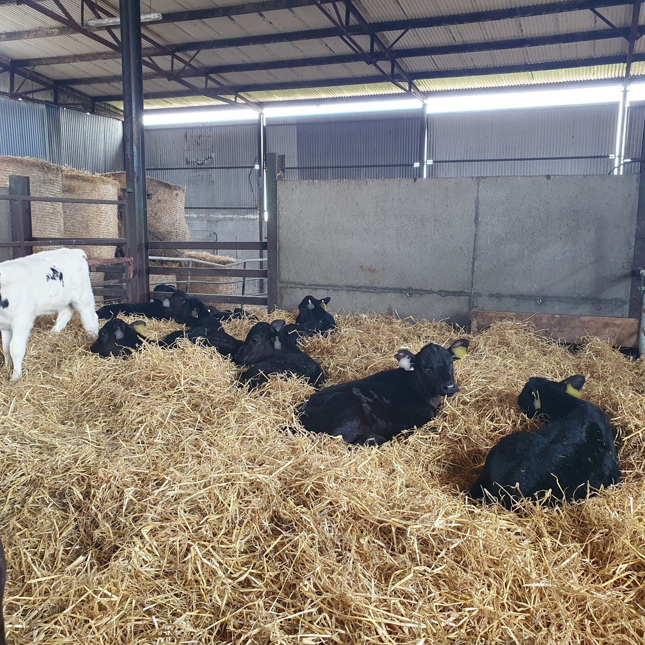 Dairy advice: Have you reviewed your herd health plan?