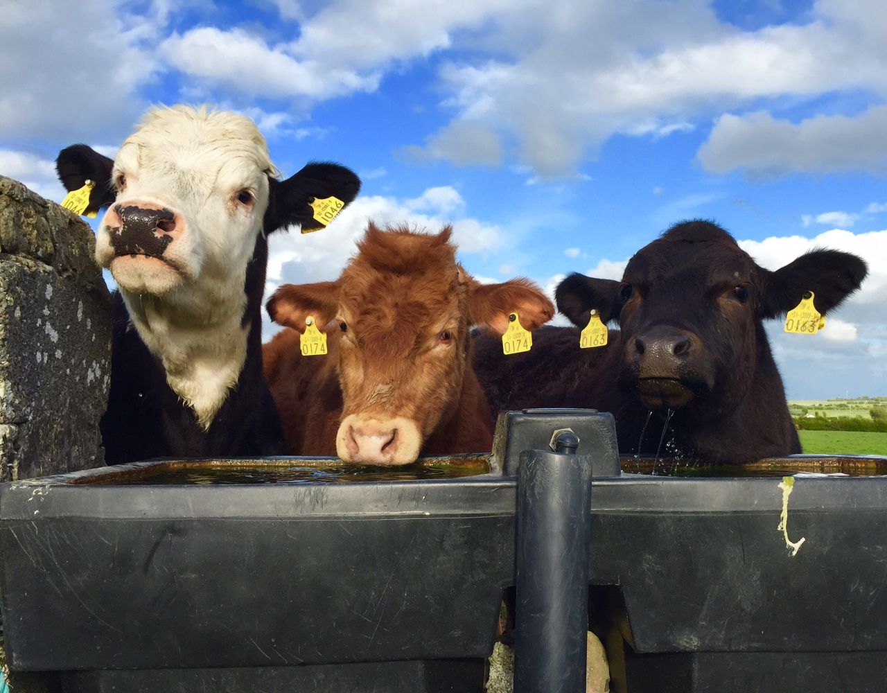 6 steps to successful organic beef production
