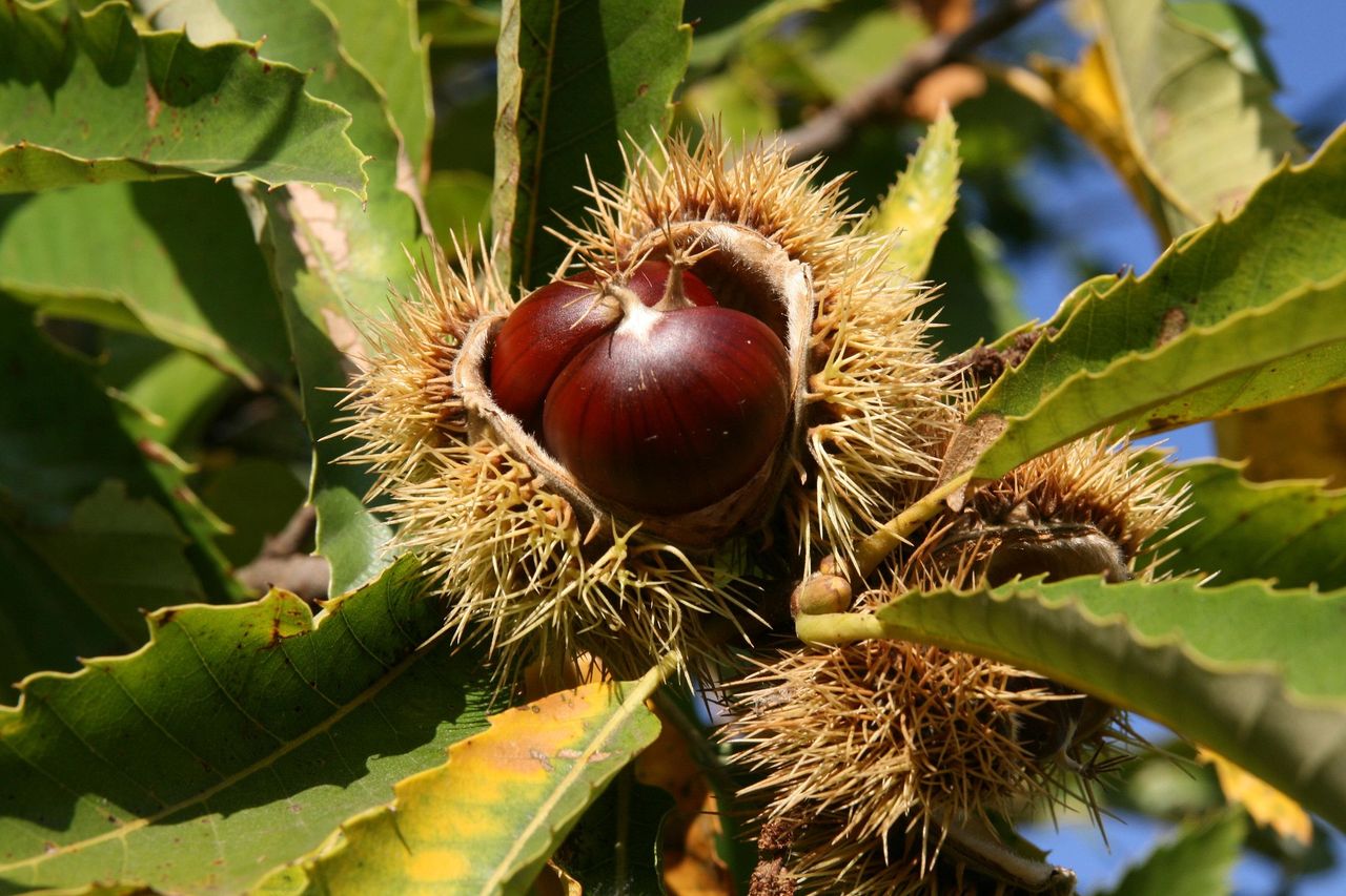 Outbreak of sweet chestnut blight confirmed in Devon