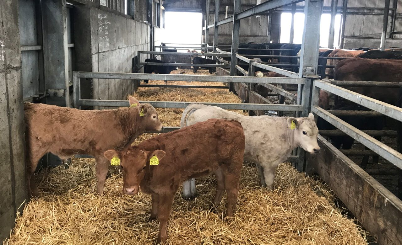 Should I vaccinate my suckler cows against calf scour?