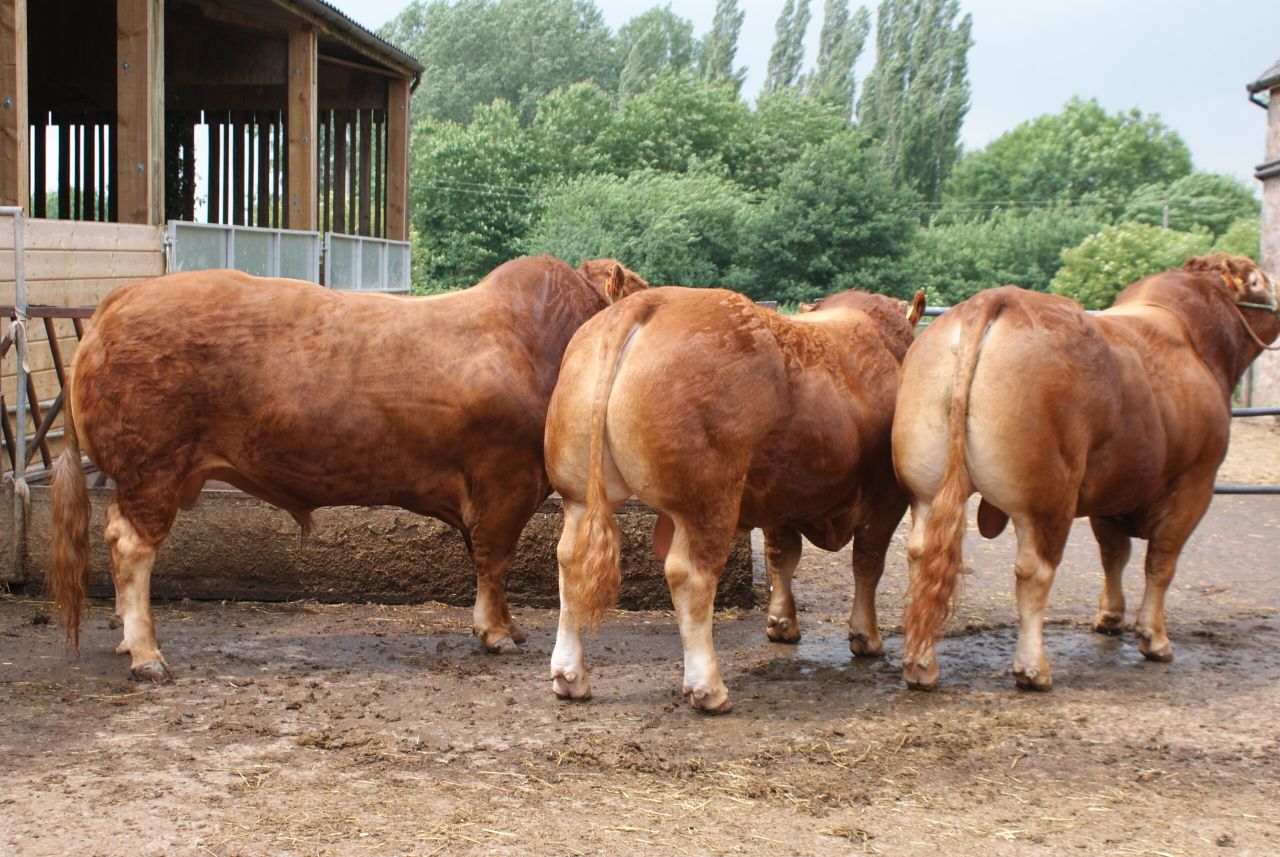 Farm walk set to showcase Killerton herd's Limousin cattle