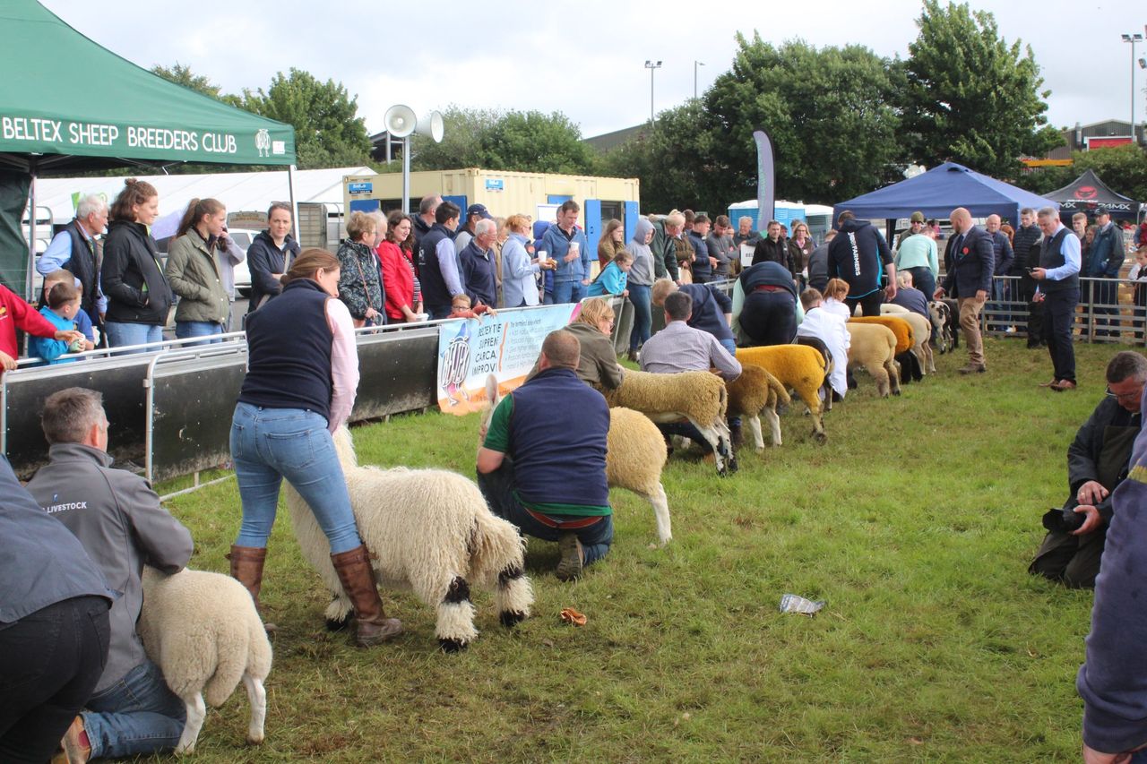 NI sheep farmers ‘need parity’ on financial supports available in south – breeder