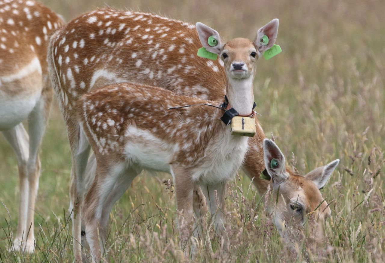 Sleeping habits of newborn deer are as individual as human infants – study