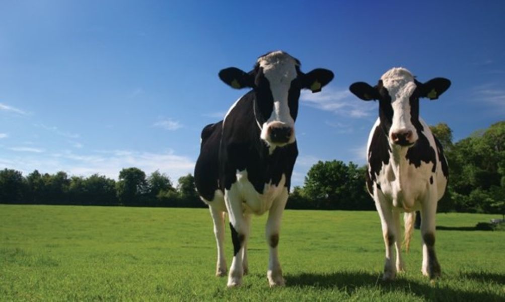 AHDB red meat and dairy campaign to continue after ASA investigation