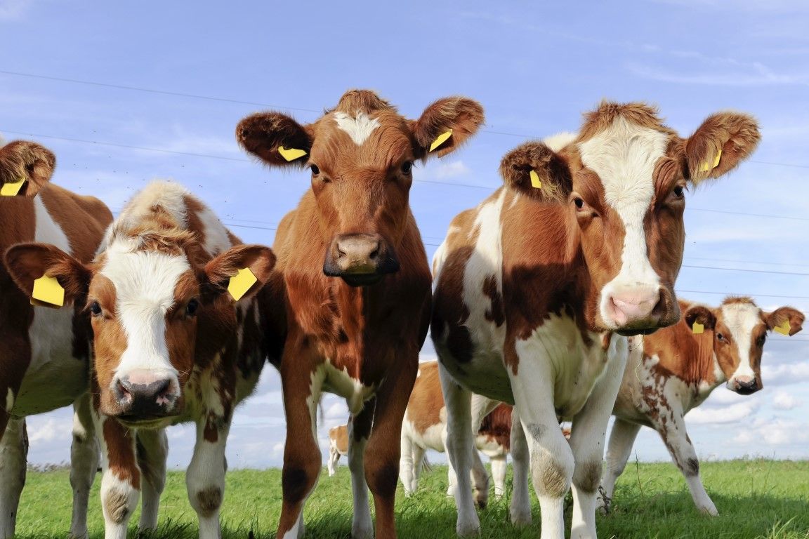 Morrisons launches seaweed-based livestock feed for low carbon beef products