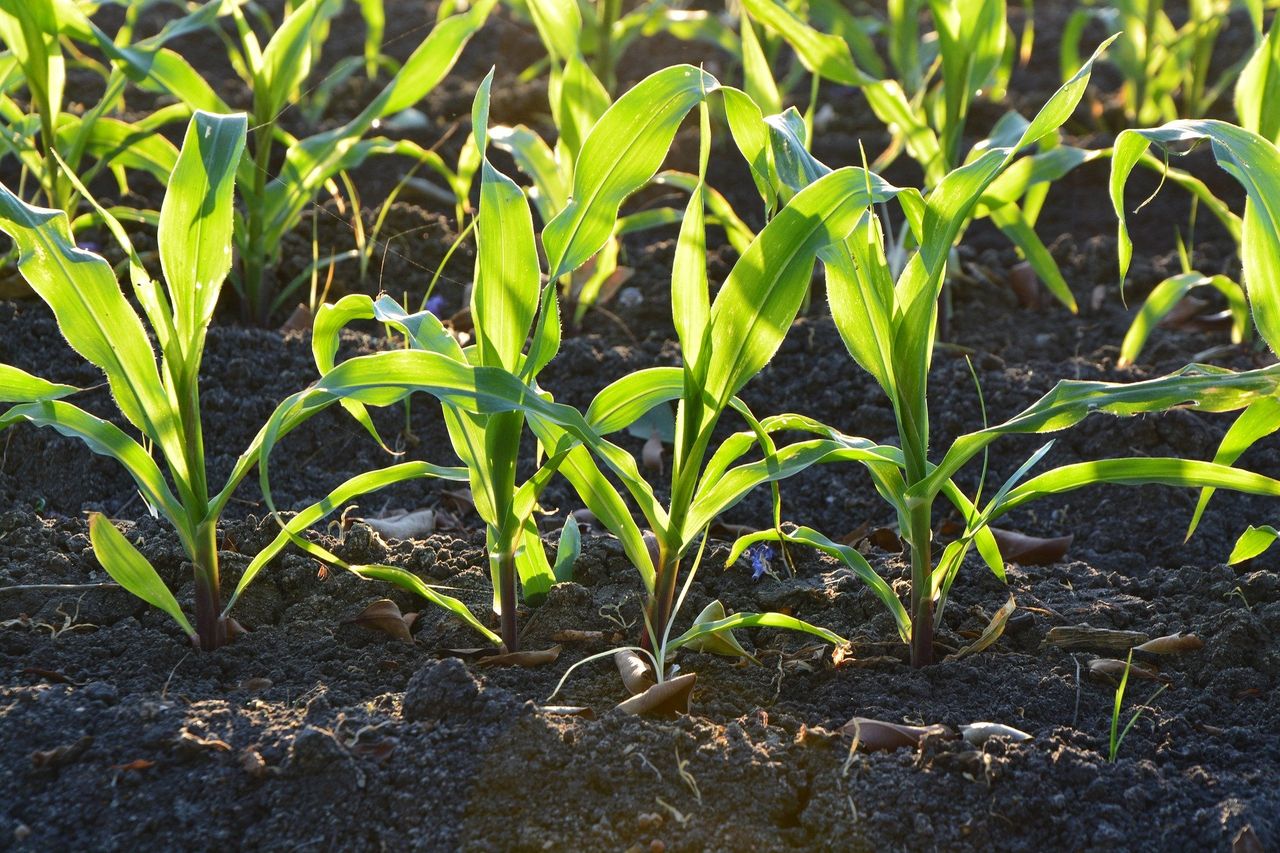 National Soils Inventory now free-to-use