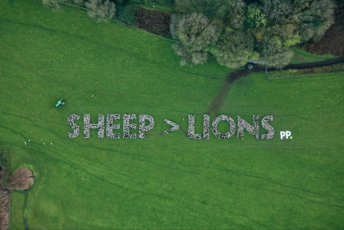 England vs. Wales: Sheep show support for boys in red