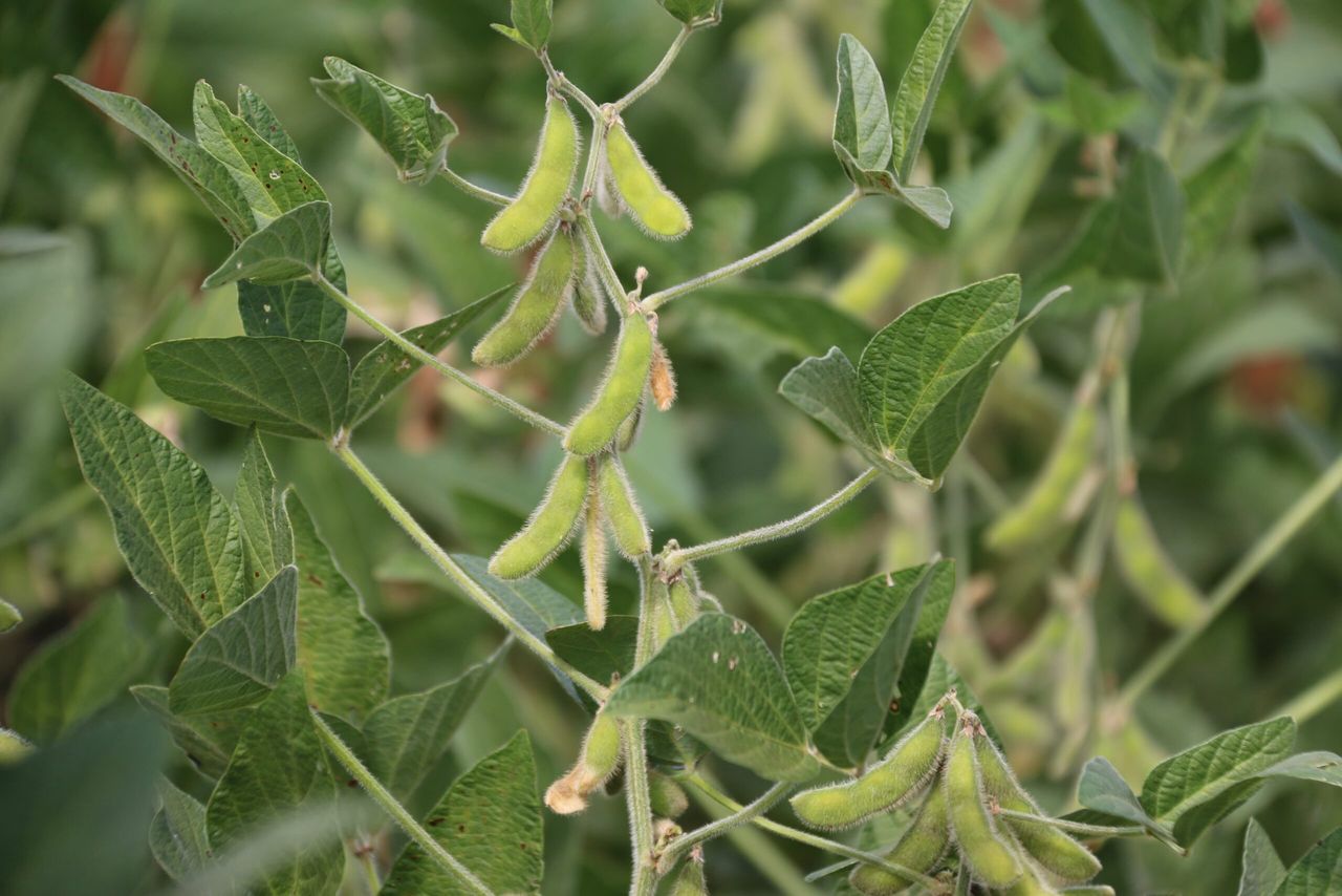 Following the trail: Where does the soya in your feed come from?