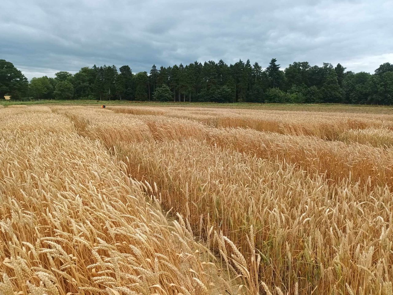 Research: Could gene-edited wheat lead to safer food?