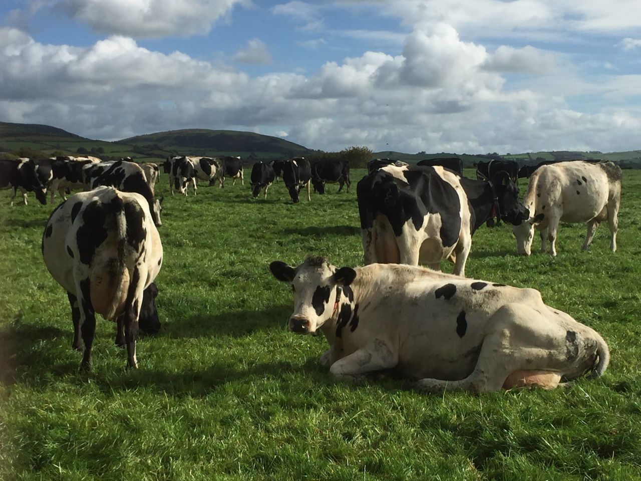 World dairy prices to remain under pressure until 2017 - Rabobank