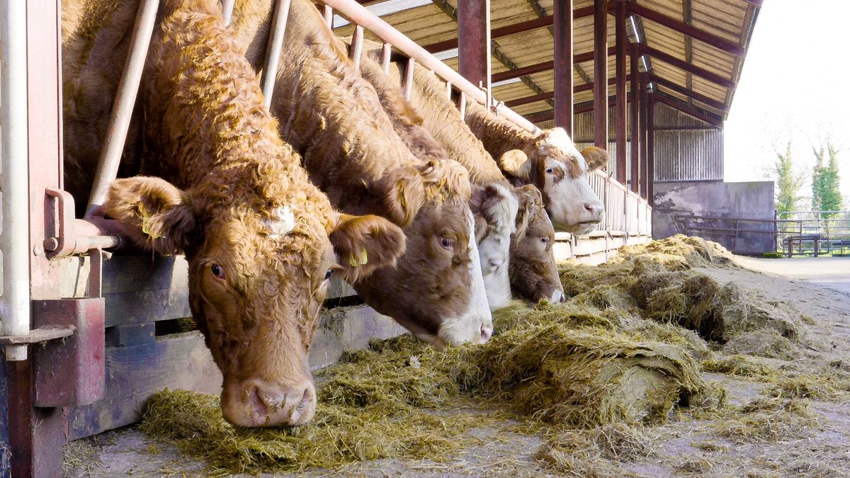 Beef advice: Creating a calm environment for finishing cattle